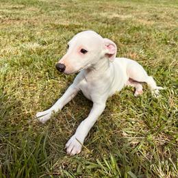 D'Artagnan - White and fawn brindle male Whippet puppy in Kingston, Tennessee from Smithfield Park