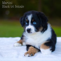 Martini - Australian Shepherd puppy in Coldwater, Michigan from Northern Star Australian Shepherds