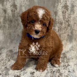 Hibiscus - Red  male Poodle puppy in Belleville, New Jersey from TK Poodles