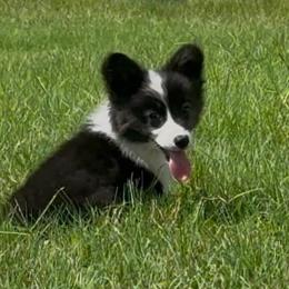 Bryce- full fluffy - Black and tan male American Corgi puppy in Decatur, Texas from Bar S Corgis