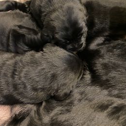 Labrador Retriever Puppies from Viklan Labradors