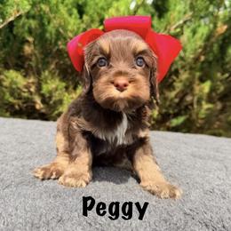 Peggy - Chocolate female Australian Labradoodle puppy in Mason, Michigan from Monarch Labradoodles