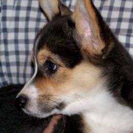 Pembroke Welsh Corgi Puppies from Potter Farm Corgis