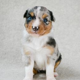 Skye - Blue merle female Australian Shepherd puppy in Aberdeen, North Carolina from Huckleberry Hill Aussies LLC.
