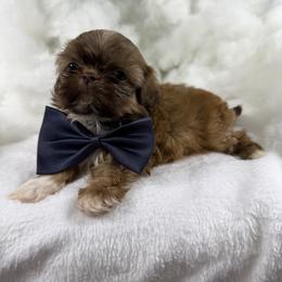 Mack - Liver male Shih Tzu puppy in Columbia, Kentucky from Lisa Bandy Shih Tzu