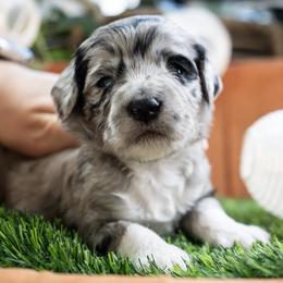 Diamond - Blue merle female Aussiedoodle puppy in Jackson, Tennessee from Dinah Doodles and Aussies