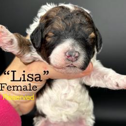Lisa - Sable female Aussiedoodle puppy in Lake City, Florida from North Florida Poodles and Doodles