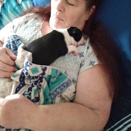 Boston Terrier Puppies from J & T Bostons