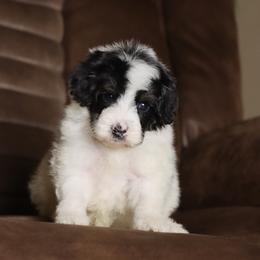 Brûlée - Tri-color male Bernedoodle puppy in Youngstown, Florida from Wonderland’s Boujie Kennels
