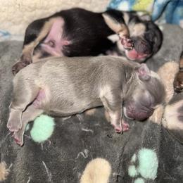 Blue boy - Blue male French Bulldog puppy in Piedmont, Oklahoma from 5A Frenchies