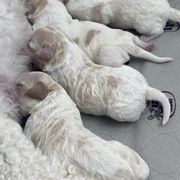 Cavachon Puppies from Brooke Erhard