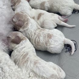 Cavachon Puppies from Brooke Erhard