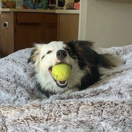 Angel - Border Collie