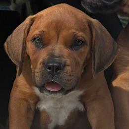 Rosco Teal Collar - Red male Boerboel puppy in Florida from CLAD Guard Boerboels