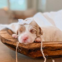 Millie - Cream female Goldendoodle puppy in Iola, Texas from Supreme Doodles of Texas