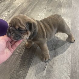 Bulldog Puppies from Kristina's Bulldogs
