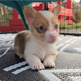 Triton - Red merle and white male American Corgi puppy in Lithia, Florida from Diamondcrest Inc