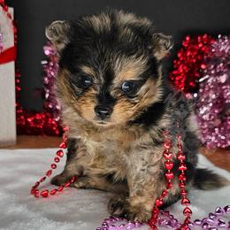 Pepper's Pom Poms - Blue merle male Pomeranian puppy in Plant City, Florida from Pepper's Pomeranians