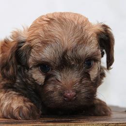 NORDA - Cream male Russian Tsvetnaya Bolonka puppy in West Plains, Missouri from Must Be Frenchies & Crown Of Curls Bolonka