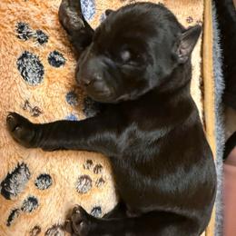 Jet - Black and rust male Doberman Pinscher puppy in Brookfield, Wisconsin from Haus of Hound