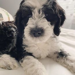 Goldendoodle Puppies from Patriot Puppies