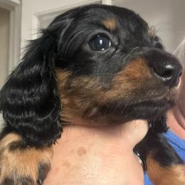Hannah - Black and tan female Dachshund puppy in Nampa, Idaho from 208 Wiener Wiggle Butts LLC