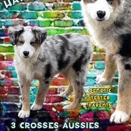 Hans Solo - Australian Shepherd