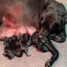 Billy - Black male Labrador Retriever puppy in Mount Olive, Mississippi from 3 King Kennels