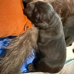 Female 3 - Liver female Pudelpointer puppy in Sioux Falls, South Dakota from Saddle Creek Kennels