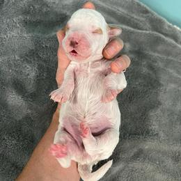 Rubble - Parti male Goldendoodle puppy in Pendleton, Oregon from Blushing Doodles