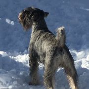 Honest Abe - Standard Schnauzer