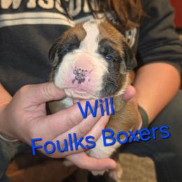 Will - Fawn male Boxer puppy in Mount Zion, Illinois from Foulk's Boxer Puppies