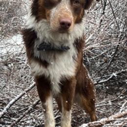 Australian Shepherds and Border Collies from Daisy Farm