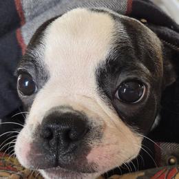 Boston Terrier puppies from Spruce Valley Miniature Dachshunds & Boston Terriers