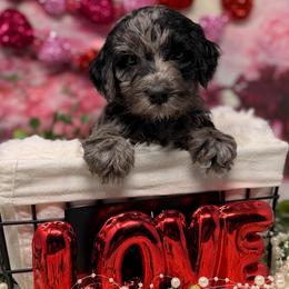 Titanium - Blue male Australian Labradoodle puppy in Brush Prairie, Washington from Fancy Pants Labradoodles