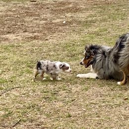 Australian Shepherd, Miniature Australian Shepherd, and Toy Australian Shepherd Puppies from Hunt Farms Mini Aussies