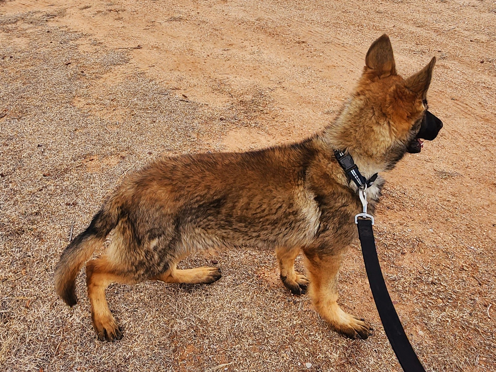 German Shepherd and Pembroke Welsh Corgi Puppies from Tiny Titans K9