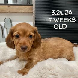 Jessie - Red female Dachshund puppy in Goodyear, Arizona from AZ Low Life Doxies