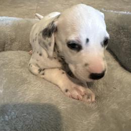 Kevin Jonas - White and black male Dalmatian puppy in Fort Cavasos, Texas from Mainstreet Dalmation