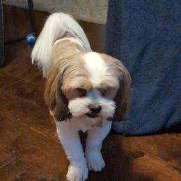 Mr. Lou - Lhasa Apso