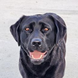Wren - Labrador Retriever