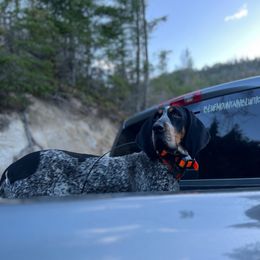 Tenley - Bluetick Coonhound