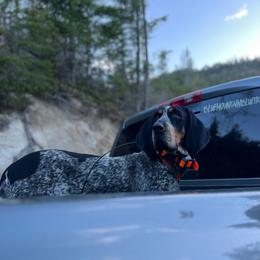 Tenley - Bluetick Coonhound