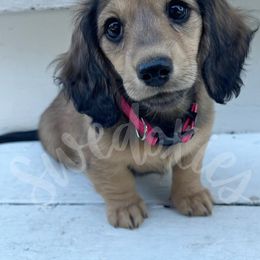 Dachshund Puppies from Swedoxies