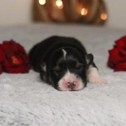 Winter (Fluffy) - Black and tan female Pembroke Welsh Corgi puppy in Fayetteville, Arkansas from Intergalactic Corgis