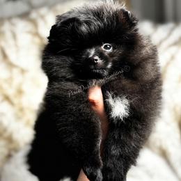 Vega - Black female Pomeranian puppy in Richmond, Kentucky from Pixie Dust Pomeranians