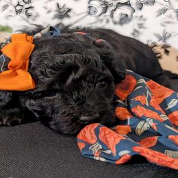 Orange Girl - Black and white female Shihpoo puppy in Rockledge, Florida from Stormie's Doodles