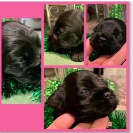 Cocker Spaniel Puppies from Richards' Cocker Kennel