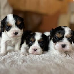 Cavalier King Charles Spaniel Puppies from Michelle Wesner