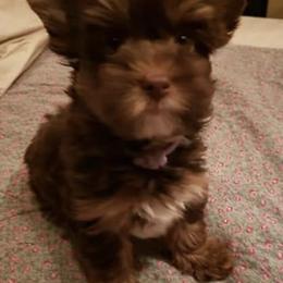 Yorkshire Terriers from Anna's Yorkies